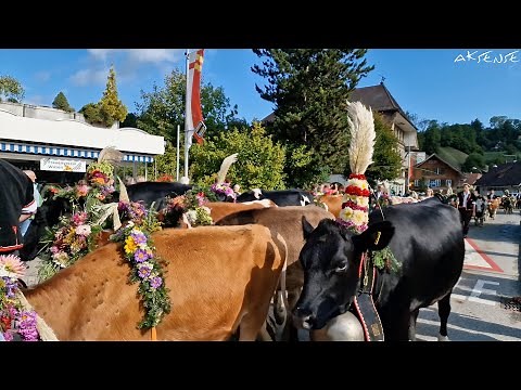 Cow Parade Emmental Switzerland | Alpabfahrt Alpabzug Désalpes | Countryside life 4K