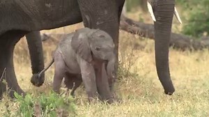 Happy #WorldElephantDay! Celebrate by #standingup for #elephants today! | Rainforest Trust