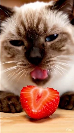 ASMR Chat Cute, qui mange une fraise 🎧🐾🍓