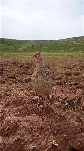 jungle teetar ki boli teetar ki awaz Gray francolin voice