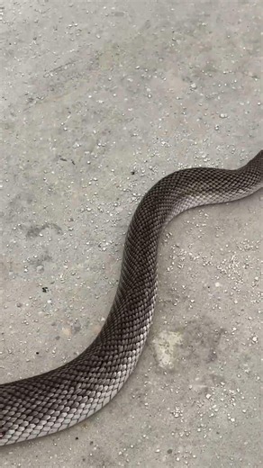 Did you identify it correctly? #snakes #wildlife #animals