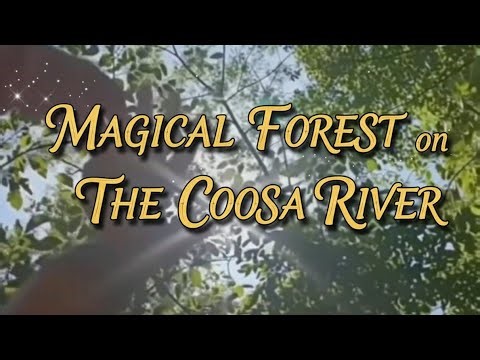 Algorithmic Compositing: Magical Forest on The Coosa