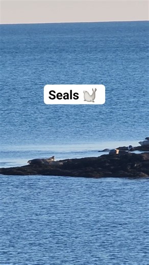 Schoodic Peninsula Acadia National Park in Winter Harbor Maine. I saw these seals this afternoon while exploring the park. I saw them on the ledges just before I left the park 🦭 #MaineCoast #nationalpark #seal #sealife | Wayne Bishko