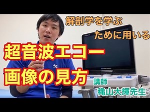 超音波エコー画像の見方＃解剖#超音波