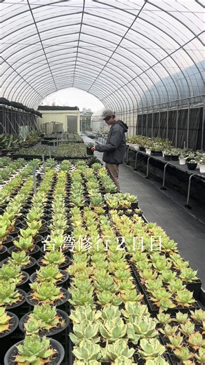 台湾アガベ修行。２日目。