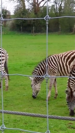 zebras for sale.#Zebra ​#Wildlife​ ​#Wildlife ​#Africazebras #zoo Contact: horsesupply@gmail.com