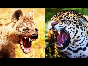 Hyena vs Jaguar | EPIC VERSUS