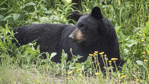 Black Bear Attacks Man Walking Dogs in Boulder, CO