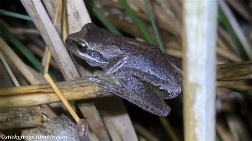 Tonight we met this marvellous Southern Brown Tree Frog friend at the Nangak Tamboree Wildlife Sanctuary Frog Census! (Soundtrack by Common Eastern Froglets and Pobblebonk Frogs!) | Stickyfrogs