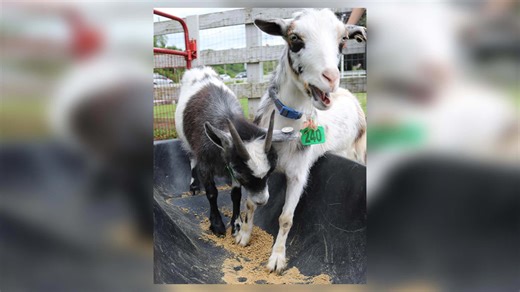 MSPCA seeks homes for 150 farm animals after massive rescue