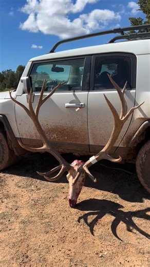 Arizona Desert Outfitters on Instagram: "It’s hard to believe that this beast grew to this size on a drought year. This smart old bull had moved over 27 miles from early September to where he was killed. He is by far the smartest bull that we’ve ever hunted! #hunt_az #giantbulls #elkhunting #elk #arizonadesertoutfitters"