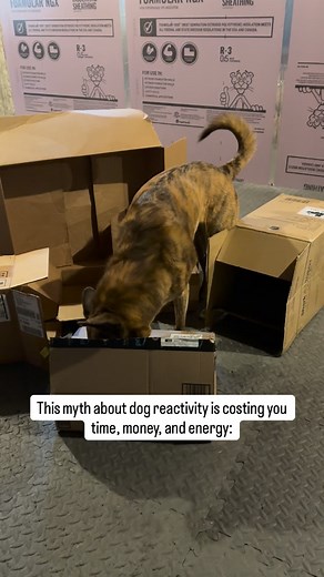 10 comments | Most owners think reactivity is about “bad behavior.”...