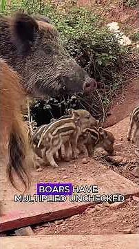 Wild boar falls off cliff #animals #wildliferescue #wildlife #wildanimals