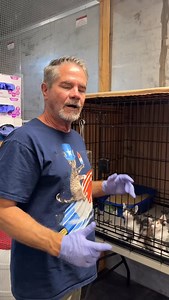 28K views · 8.9K reactions | We have So many kittens that need homes! Please consider adopting one of our babies. Eddie, Ka, K-Rail, Diesel and So many more. #davidloop65 #cat #catlife #catlover #kitten | David Loop | Facebook