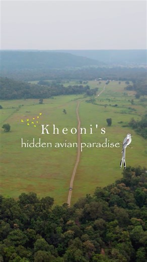 Madhya Pradesh Tourism on Instagram: "Fly above the ordinary and discover a hidden avian paradise just 130 km from Bhopal and 169 km from Indore! Welcome to Kheoni Wildlife Sanctuary, a true paradise for birdwatchers. The sanctuary shelters over 100 species of birds, filling the air with serene sounds that make every moment feel magical. Keep your binoculars ready for sightings of the majestic Woolly-necked Stork, the sharp-eyed Black-winged Kite, the vibrant Indian Roller, and the iconic Eurasi