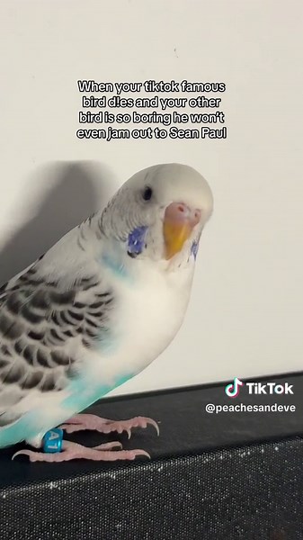 Bird Singing Compilation | Budgie & Parakeet Whistle Baby