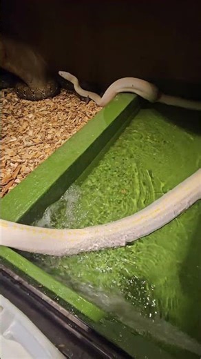 Marilyn en su hábitat | Malayopython reticulatus