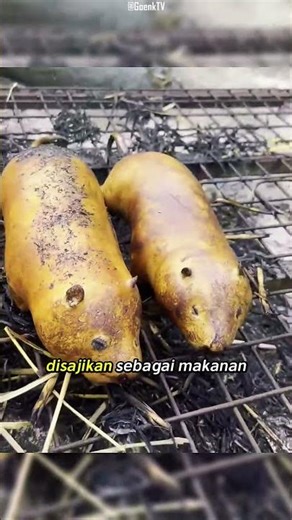 Makan Tikus BAMBU Gemoy | haram #fakta #edukasi #facts