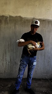 Asil White (PLUMMER ) | Granja Limon