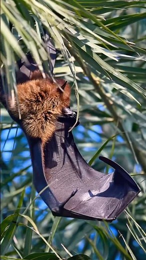 The Bizarre World of Flying Foxes