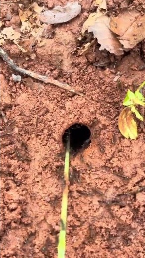 How to Find Crickets: Easy Cricket Hunting Guide