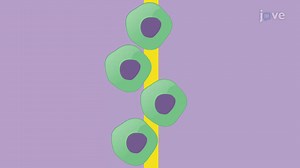 3D DNA FISH: A Technique to Locate a Specific Gene on a Chromosome