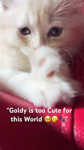 Just Goldy, a cozy bean bag, the sweetest little moment. 🧡🥹 Who wants to cuddle this fluffy baby?