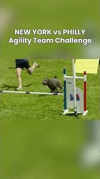 Head to Head and Only One Moves On 🏆 | AKC Agility Team Challenge