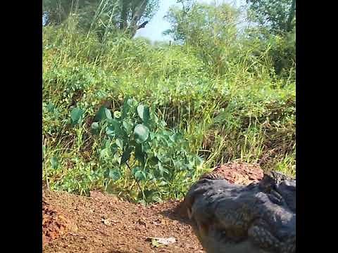 Amazing Mugger Crocodile Basks Under the Sun