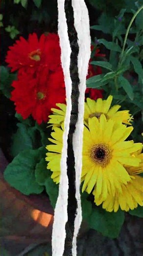 Azalea & Spring Flower Trail March 20 -April 5 #tylertx #azaleas #texas #flowers