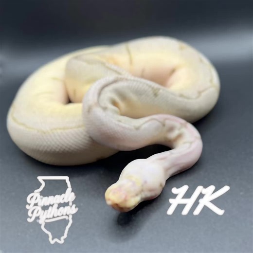 Born eyesless, but thriving like no other. Hellen Keller (HK) the Eyeless Bumblebee Spark Clown #BallPythons #ReptileBreeder #ClownBallPython #SpiderMorph #OdditiesAndCuriosities #ReptileObsessed #BallPythonMorphs #SnakeBreeder #ExoticPets #ReptileAddict #PythonLove #ReptileLife #BallPythonBreeder #MorphMadness #ReptileCollection #ReptileCommunity #SnakesOfInstagram #SpiderBallPython #ClownMorph #OddPetClub