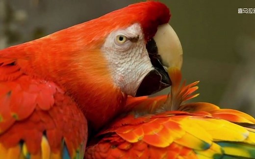 国家地理英文科普启蒙【合集】National Geographic Series