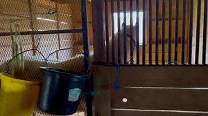 Baby 101….problem solving 101… ❤️✅ | Cowgirl Up Ranch NY | Facebook