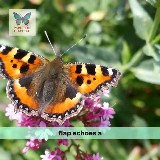 Rare Butterflies From Around the World #Exotic #NatureDocumentary