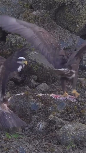 لحظة انفجار الصراع بين النسور على الفريسة Eagles Explode Into a Brutal Fight Over Fresh Prey!