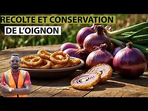 🚨COMMENT CONSERVER ET RÉCOLTER LES OIGNONS