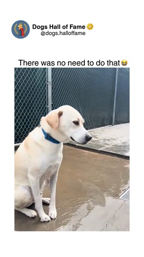 Dogs • Cute Dogs • Dog Videos on Instagram: "Pure unfiltered bizarre behavior showcasing dogs doing absolutely inexplicable things that make zero sense yet happen with complete commitment and seriousness. These aren't predictable actions — these are spontaneous random acts including staring intensely at blank walls for extended periods, aggressive attacks on their own shadows, running full-speed circles around specific trees for no reason, carrying random worthless objects around like priceless 