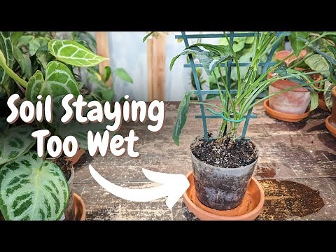 how to fix an OVERWATERED houseplant quick and easy