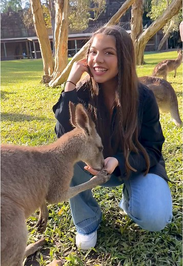 Exploring Kangaroo Interactions at Australia Zoo