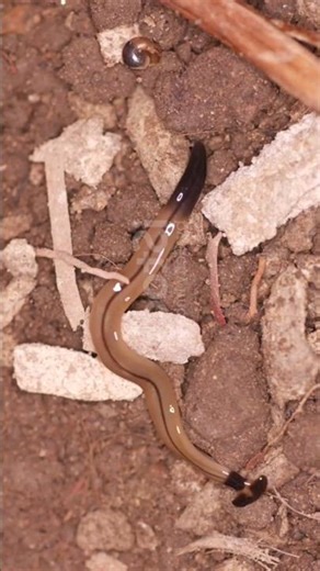 hammerhead worm 🪱 ......🤮🤮