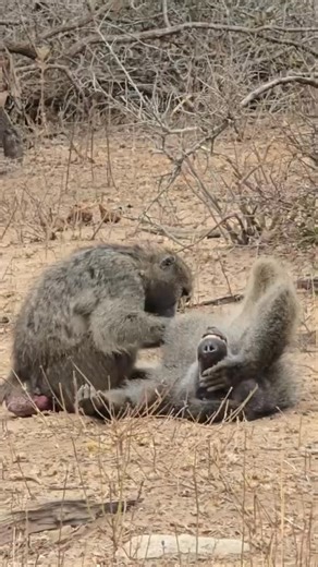2.5K views · 53 reactions | Male baboon getting the love of his life from his babe oh boy he is in cloud nine.... 若 | Safariman Expeditions | Facebook