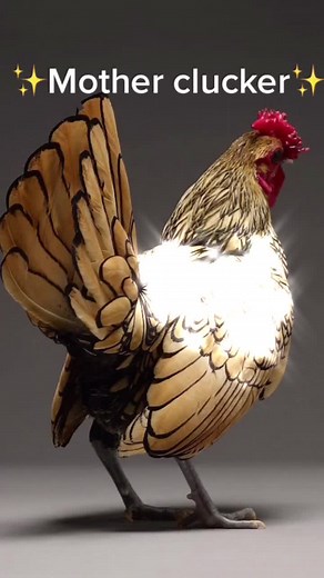 ✨Animal things✨ on TikTok