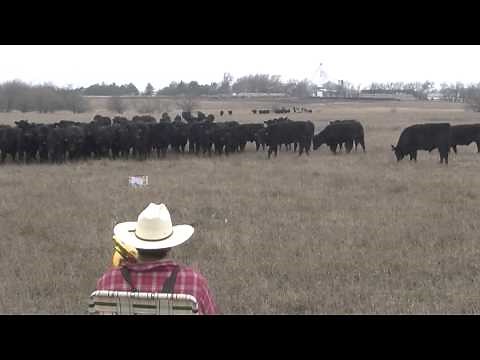 Ranchin' Trombone Cow Christmas