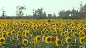 Future Location of Maria's Field of Hope in Question