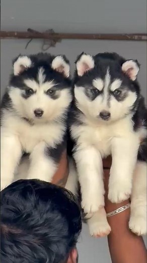 "Adorable Blue Eyed Siberian Husky Puppy for Sale! 🐾 Meet Your New Best Friend!" #siberianhusky #dog