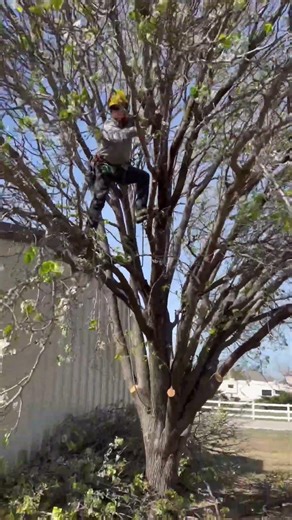 Clean cuts, clean yards ✂️🌳✨