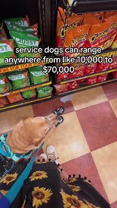 What It Really Takes to Train a Service Dog