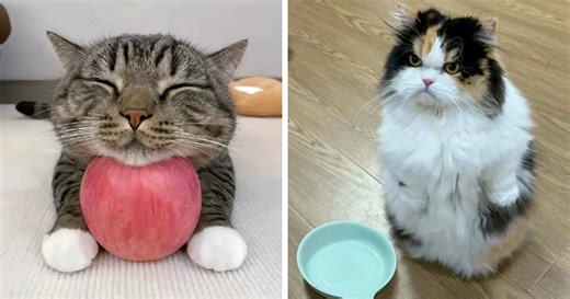 37 Cats And Dogs Caught Being Unreasonably Cute For Absolutely No Reason