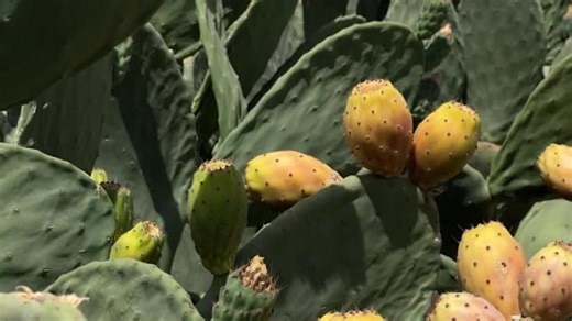 Yemen's prickly pear: from a wild fruit to a country staple