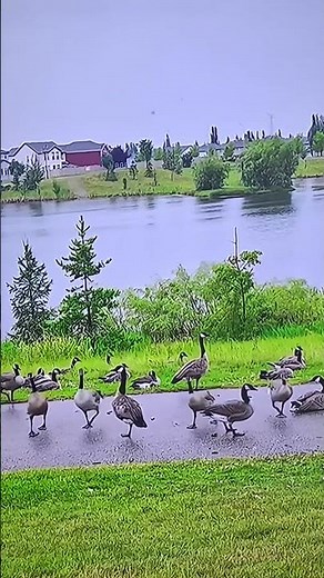 Time with Canadian Geese!